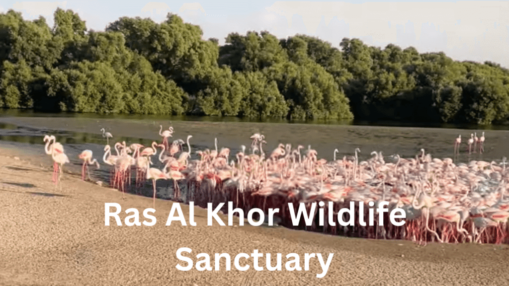 Ras Al Khor Wildlife Sanctuary